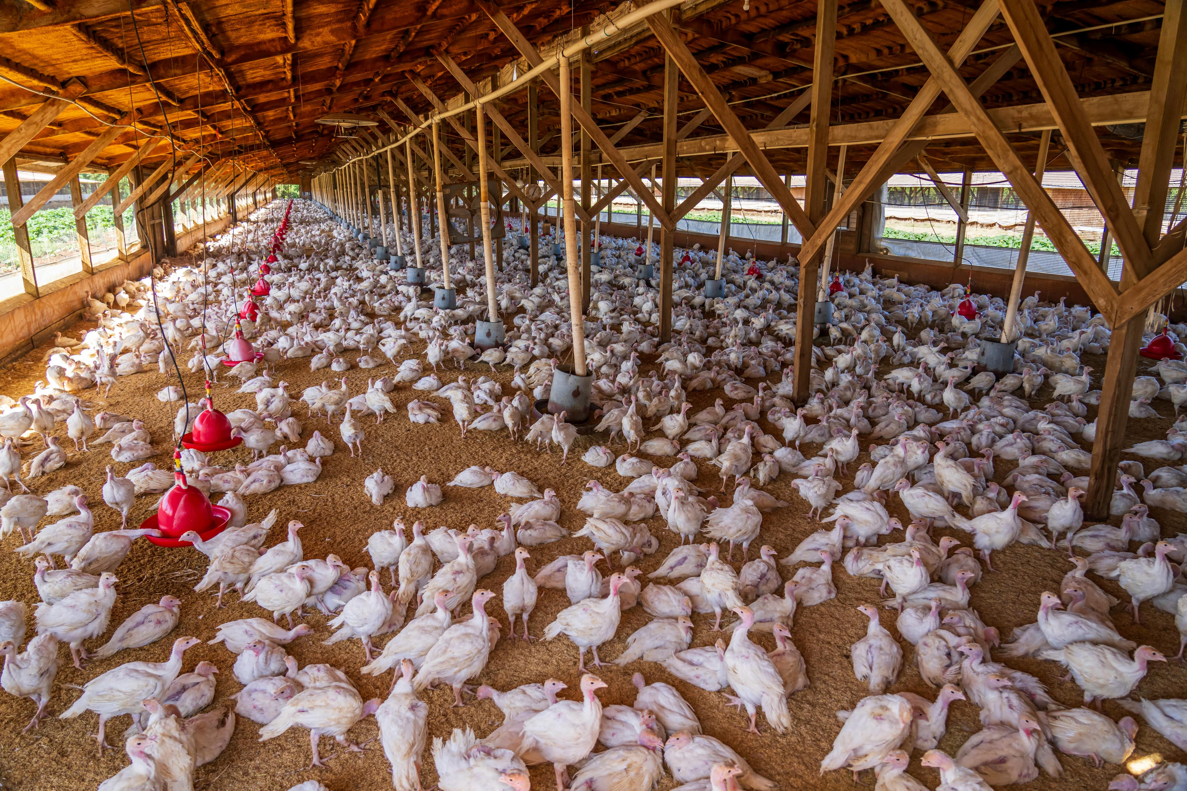 Ferme Prosperity Business - élevage